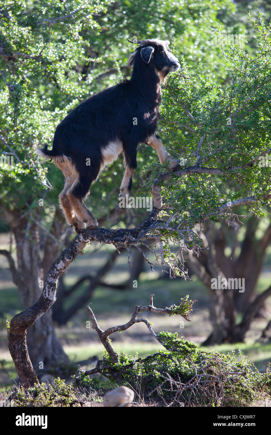 Capre di arrampicata alberi di Argan in Marocco Foto Stock