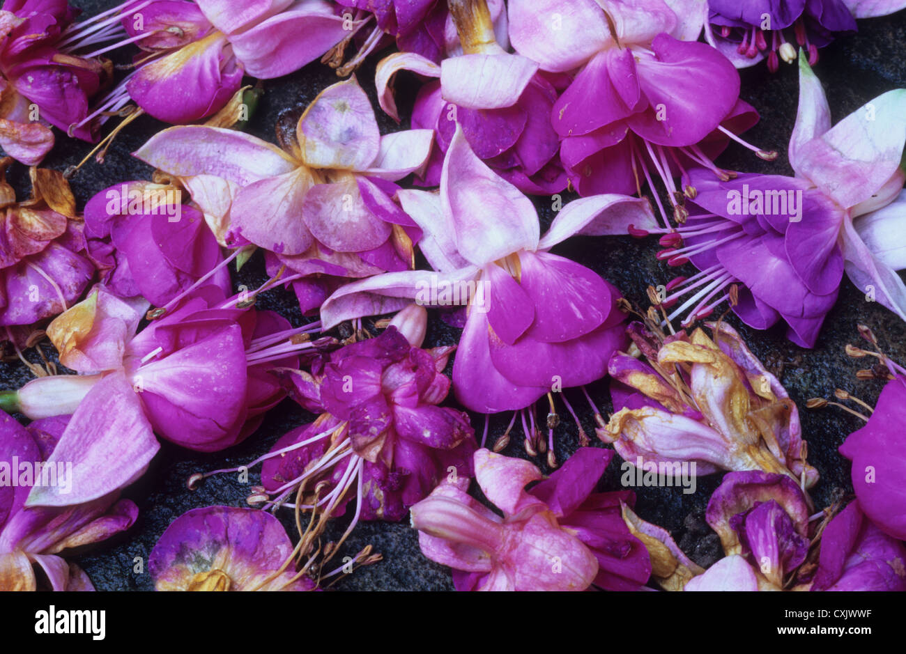 Chiudere fino al di sopra del magenta fiori rosa e bianchi caduto dal Fuchsia bush e giacente bagnato e schiacciate al calpestio Foto Stock