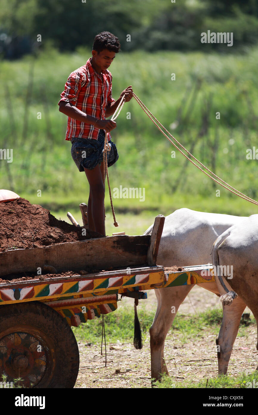 Giovane agricoltore diffondere il compost sul suo terreno Andhra Pradesh in India del Sud Foto Stock