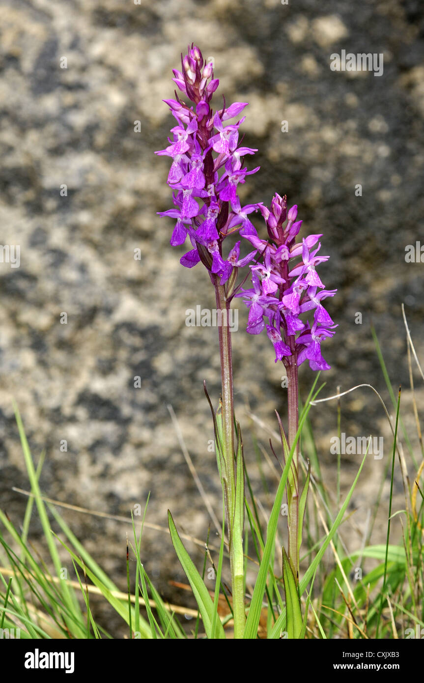 Robusto Marsh Orchid Foto Stock