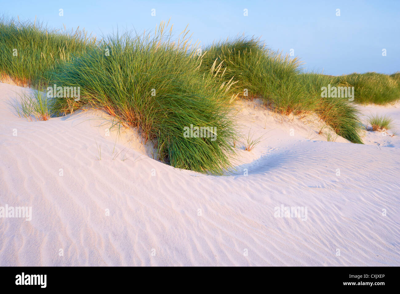 Close-up di Erba Marram sulle dune di sabbia, Isle of Harris, Ebridi Esterne, Scozia Foto Stock