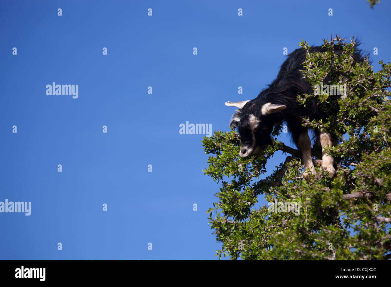 Capre di arrampicata alberi di Argan in Marocco Foto Stock