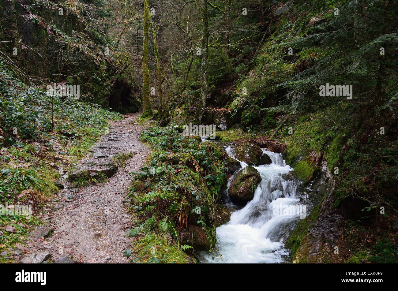 Gottschlaegbach, Gottschlaegtal, Ottenhoefen, Foresta Nera, Baden-Württemberg, Germania Foto Stock