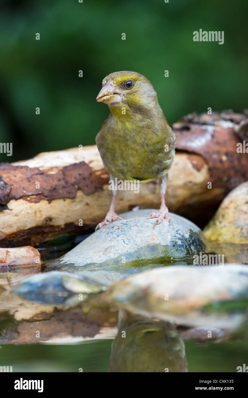 Un verdone (Chloris chloris) in piedi su un ciottolo in un flusso, vista frontale, Inghilterra Foto Stock