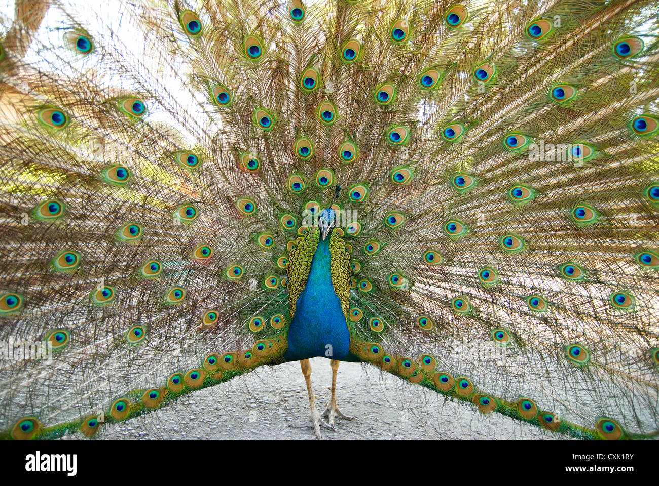 Peacock con stazione aperta. Foto Stock