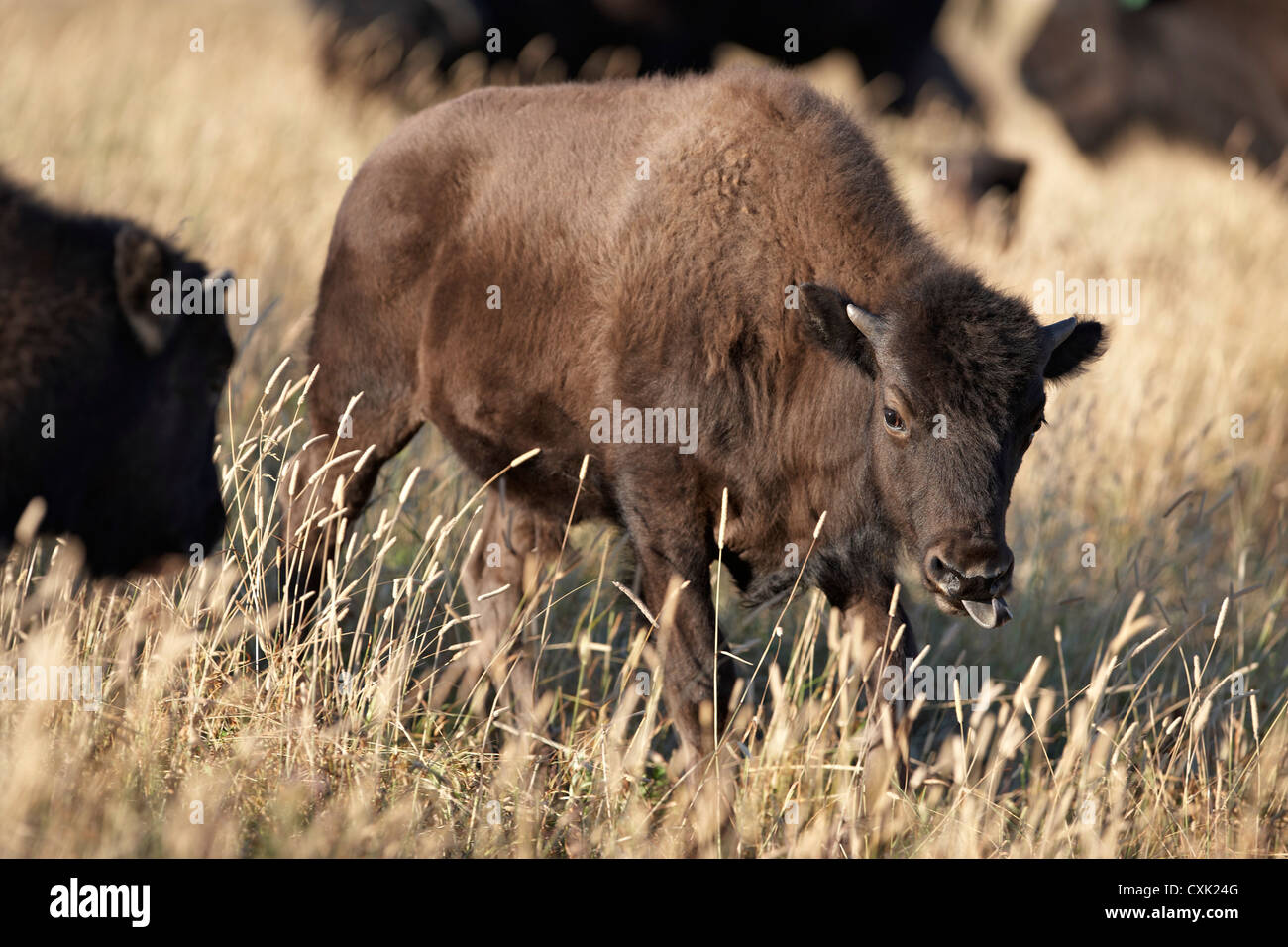 Bison vitello in campo, Tacarsey Bison Ranch, dei rulli di estrazione Creek, Alberta, Canada Foto Stock