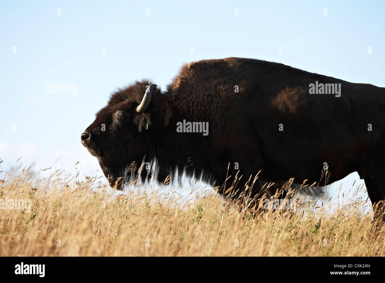 Il Bisonte femmina in campo, Tacarsey Bison Ranch, dei rulli di estrazione Creek, Alberta, Canada Foto Stock