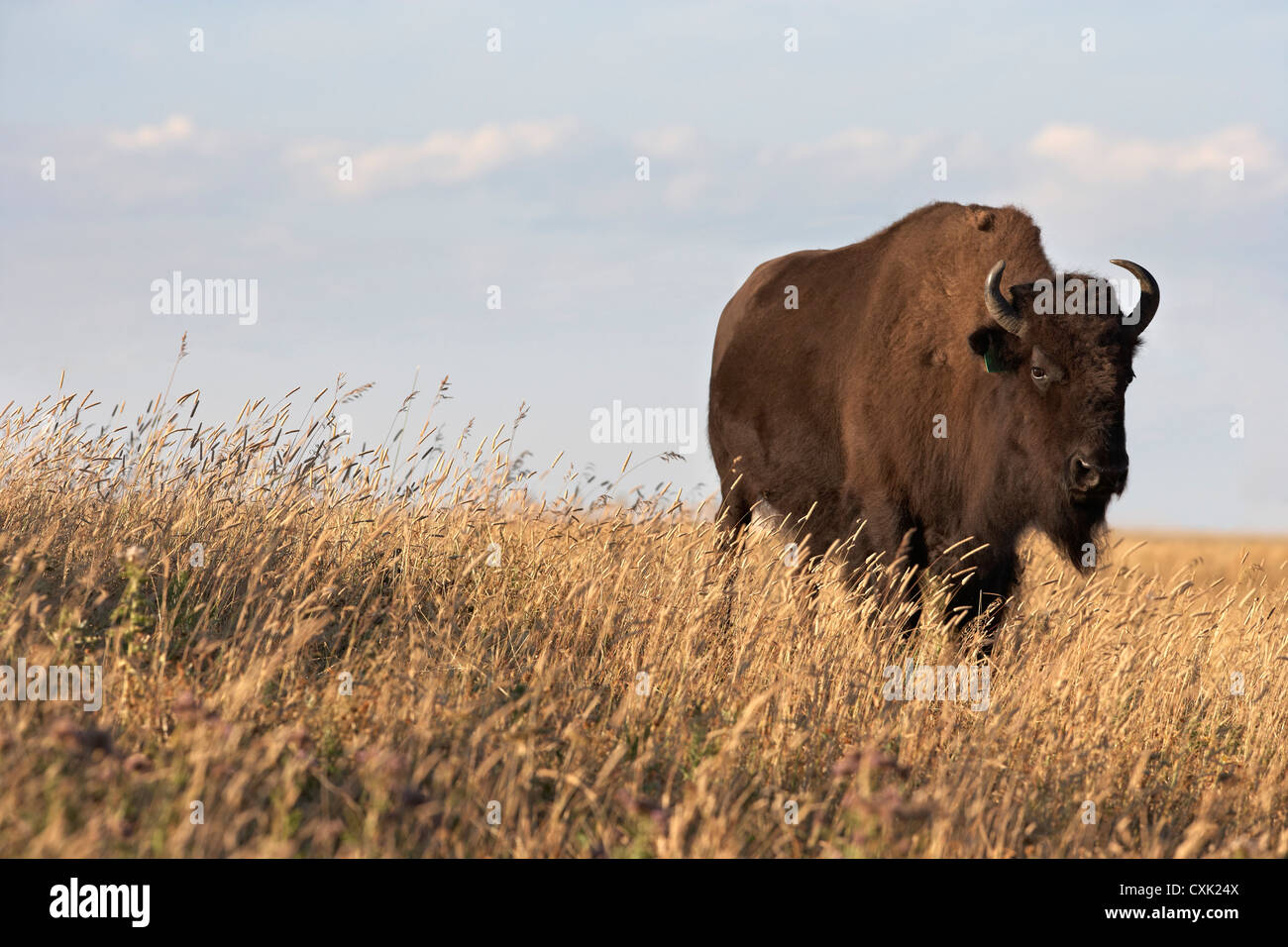 Bison in campo, Tacarsey Bison Ranch, dei rulli di estrazione Creek, Alberta, Canada Foto Stock