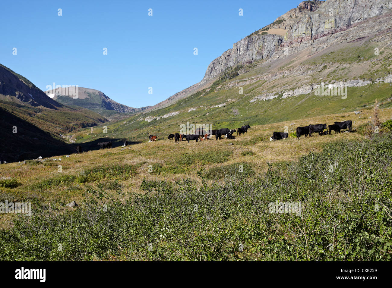 Allevamento di Bestiame circondata da Moutains, dei rulli di estrazione Creek, Alberta, Canada Foto Stock