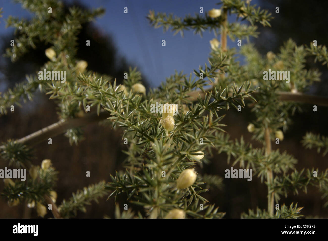 Immagine: Steve Race - asparagi selvatici (asparagi sativus) in fiore, Catalunya, Spagna. Foto Stock