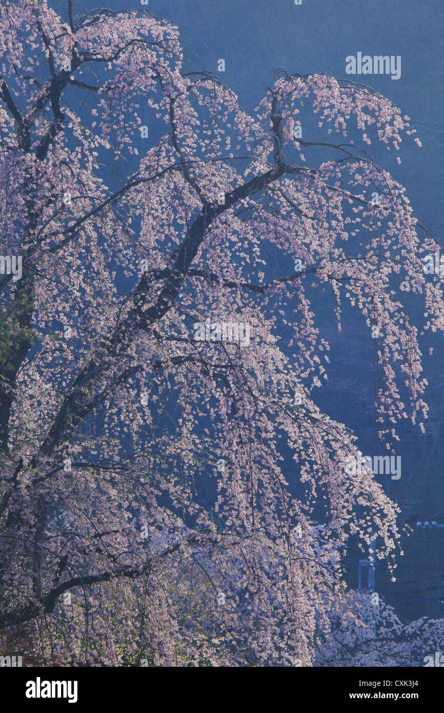 Ciliegio piangente a Kakunodate, Prefettura di Akita Foto Stock