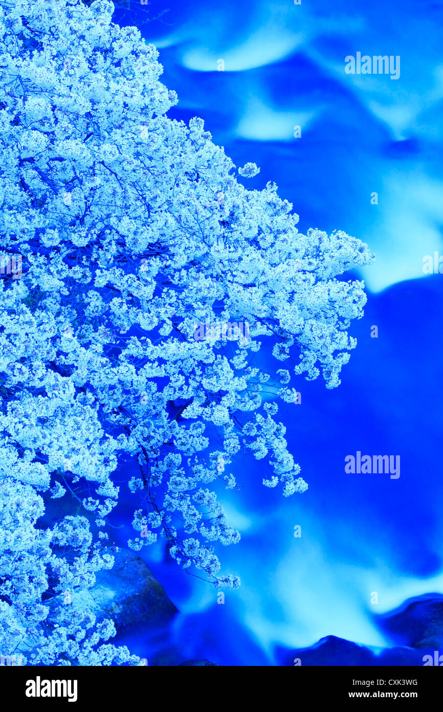 Fiori di Ciliegio e Surikami flusso di fiume a Fukushima Foto Stock
