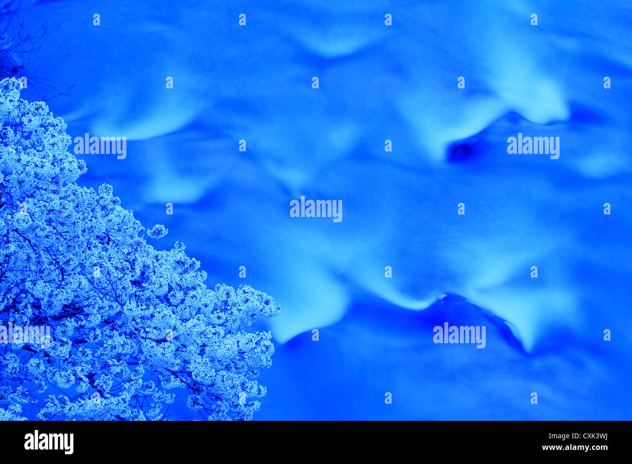 Fiori di Ciliegio e Surikami flusso di fiume a Fukushima Foto Stock