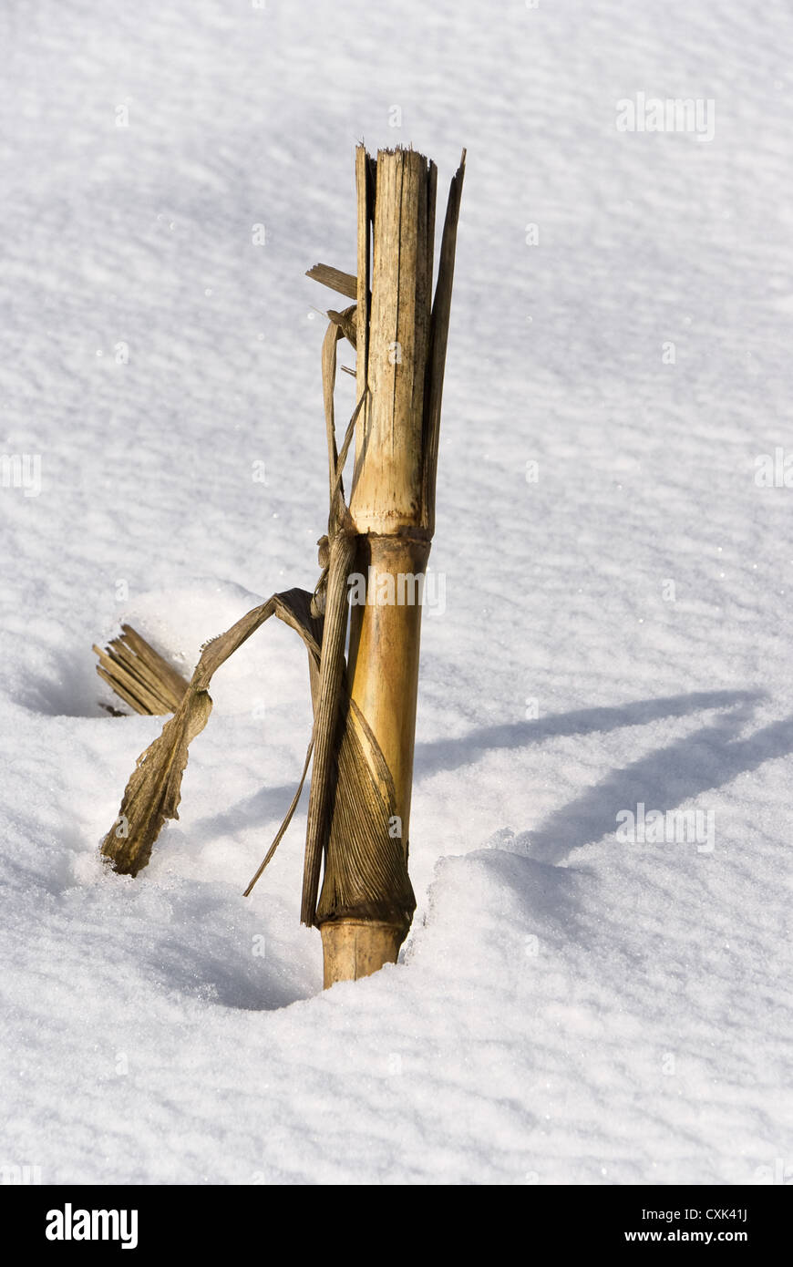 La stoppia in inverno Foto Stock