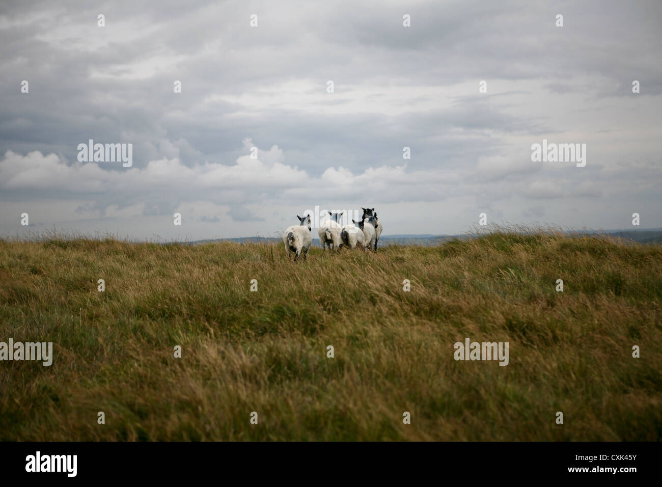 Un gruppo di cinque pecore Suffolk girovagando su Dartmoor, guardando oltre l'orizzonte Foto Stock