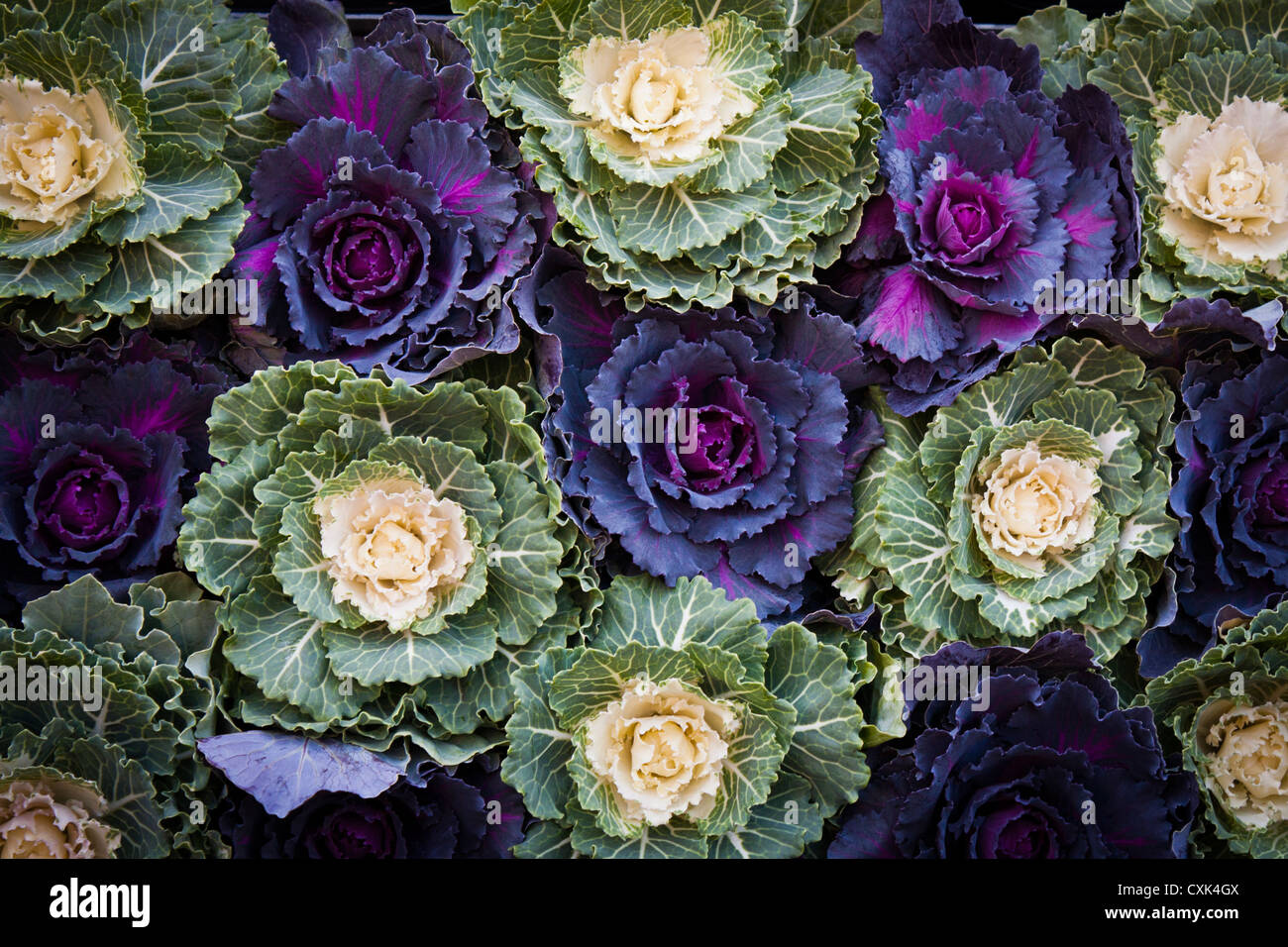 Ornamentale Cabbage, Brassica oleracea, in vendita al Columbia Road Market, Londra. Foto Stock