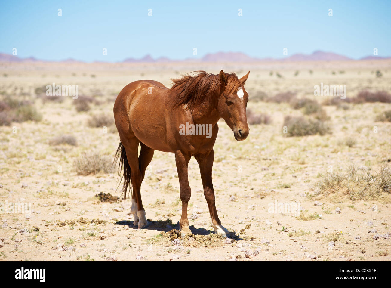 Namib Feral horse Foto Stock