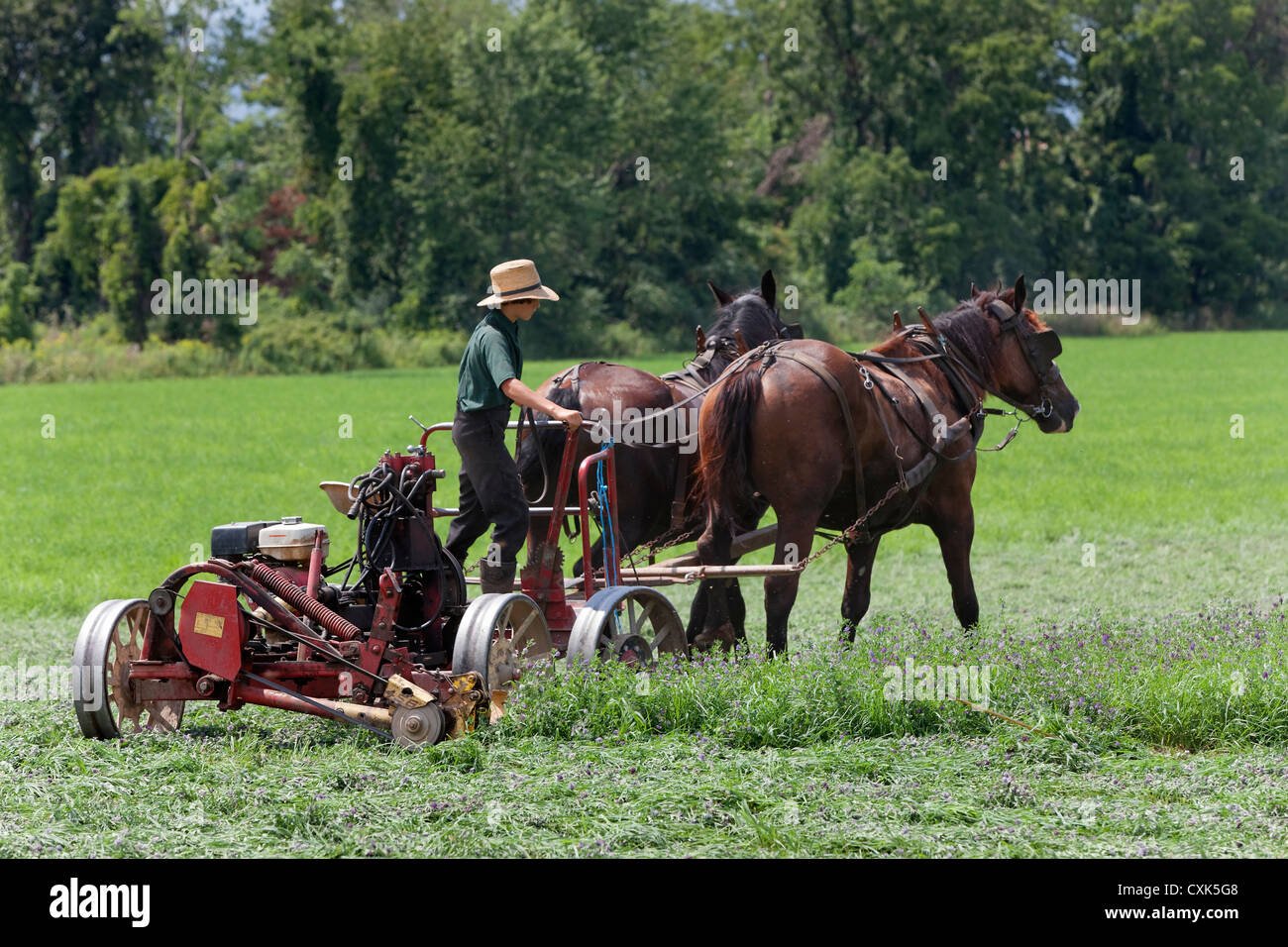 Ragazzo mennonita campi di taglio Foto Stock
