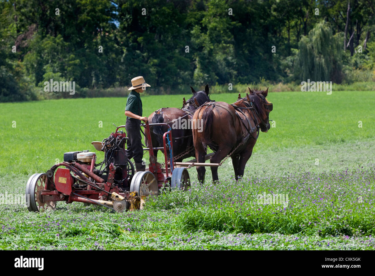 Ragazzo mennonita campi di taglio Foto Stock