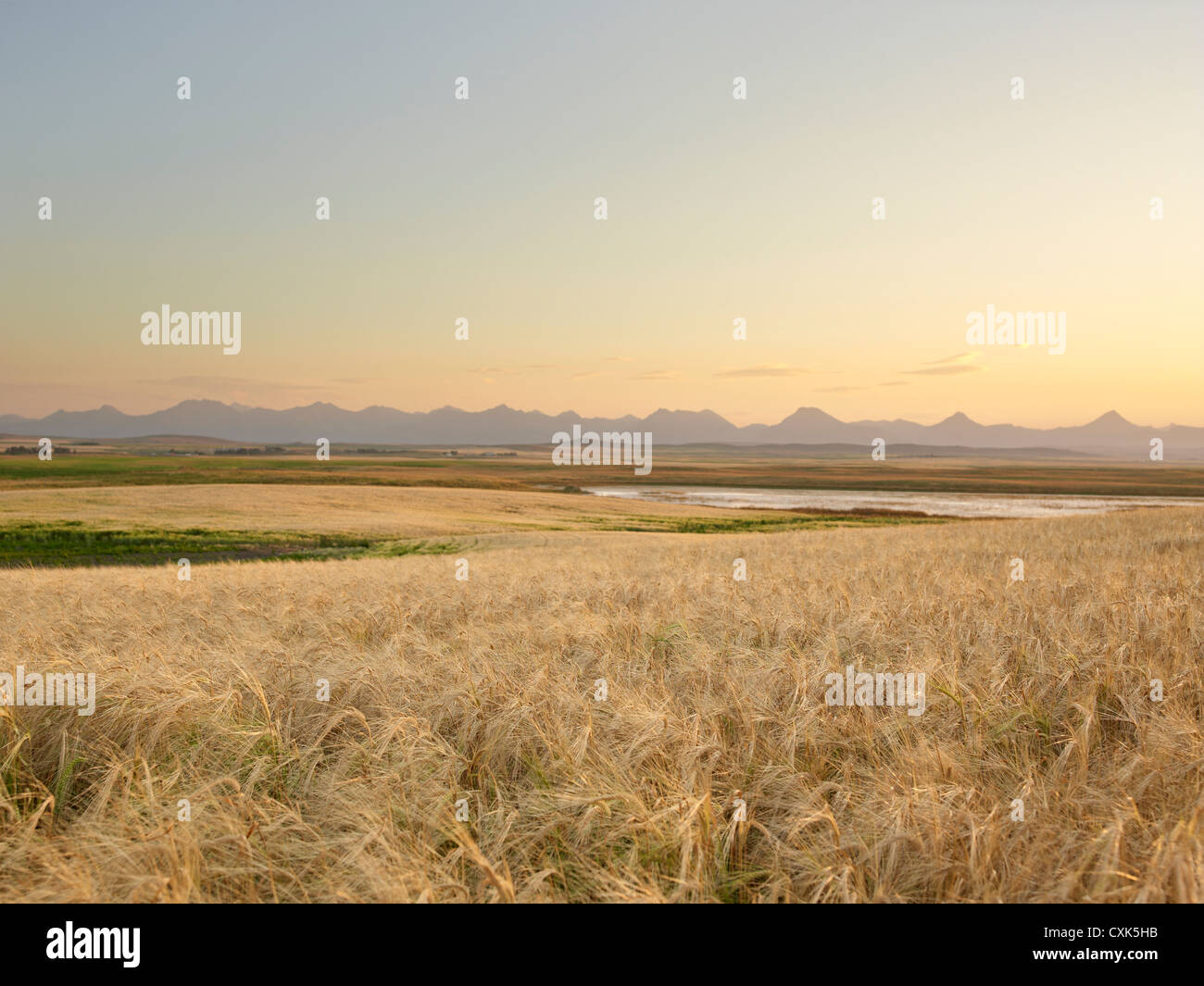 Campo di grano pronto per la mietitura, montagne rocciose in distanza, dei rulli di estrazione Creek, Alberta, Canada Foto Stock