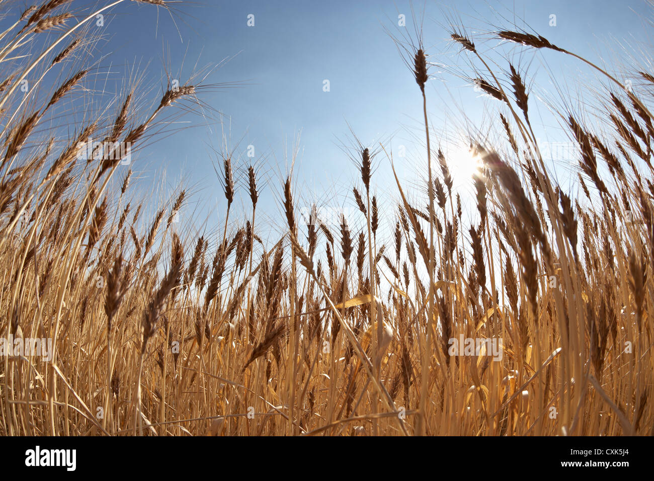 Close-up di maturazione gli steli di grano in campo contro la luce solare, dei rulli di estrazione Creek, Alberta, Canada Foto Stock
