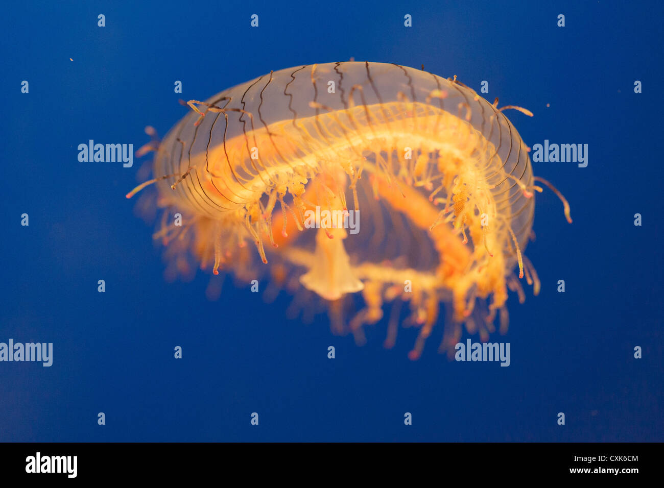 Flower hat jelly, Olindias formosa, photographied in acquario di Osaka, Giappone Foto Stock