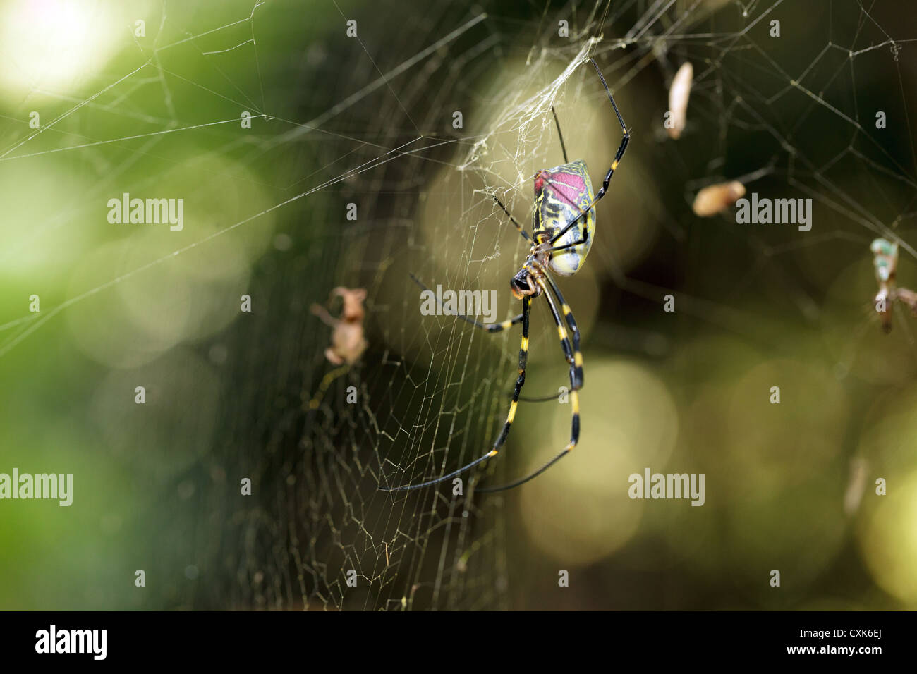 Golden Orb spider Nephila clavata delle specie che si trovano in Giappone nei pressi di kyoto Foto Stock