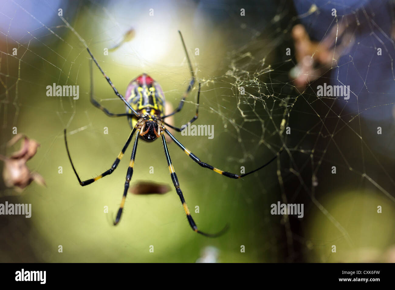 Golden Orb spider Nephila clavata delle specie che si trovano in Giappone nei pressi di kyoto Foto Stock