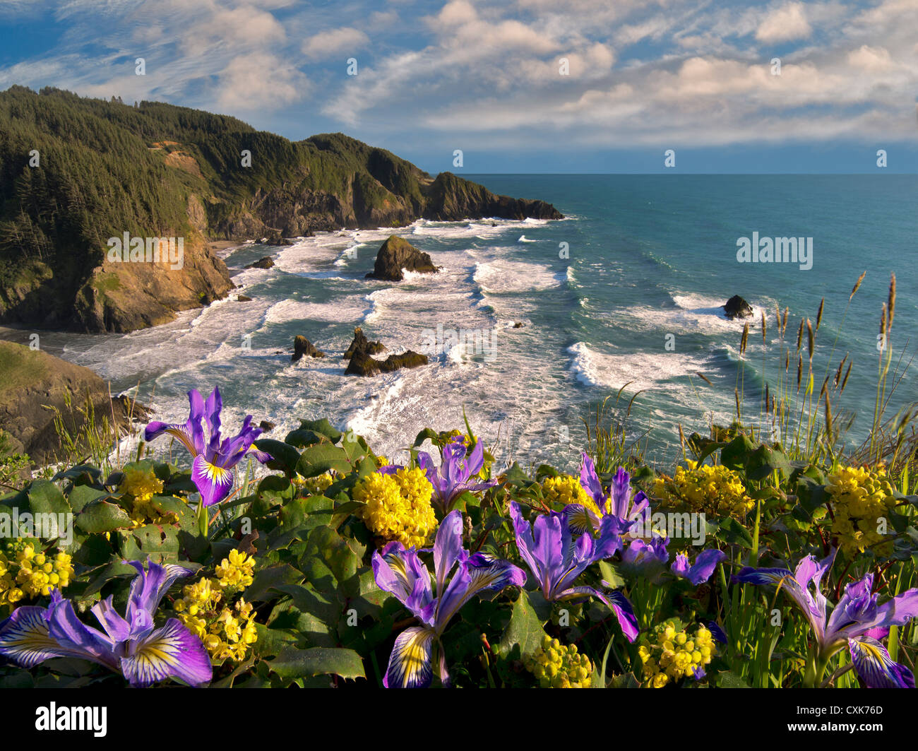 Iris selvatici e Oregon viticoltura sulla scogliera che si affaccia sulla Samuel H. Boardman membro Scenic corridoio. Oregon Foto Stock