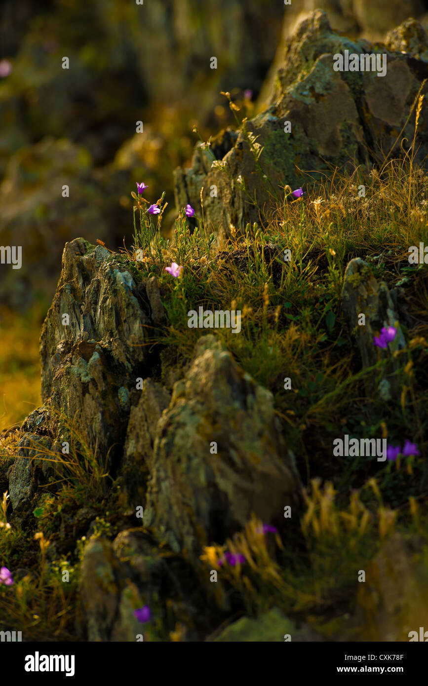 Rock e fiori Foto Stock