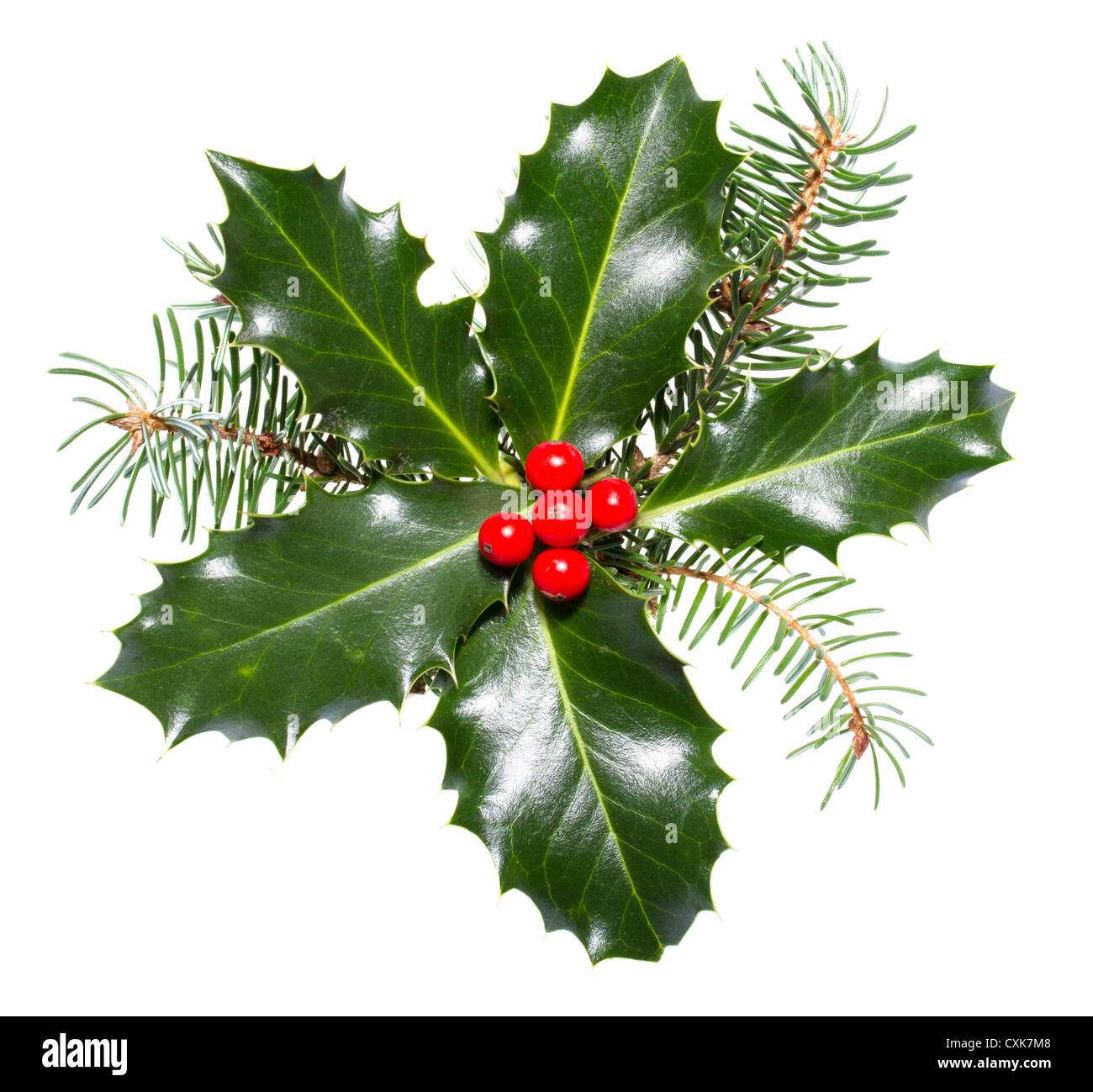 Holly foglie e bacche isolato su uno sfondo bianco Foto Stock