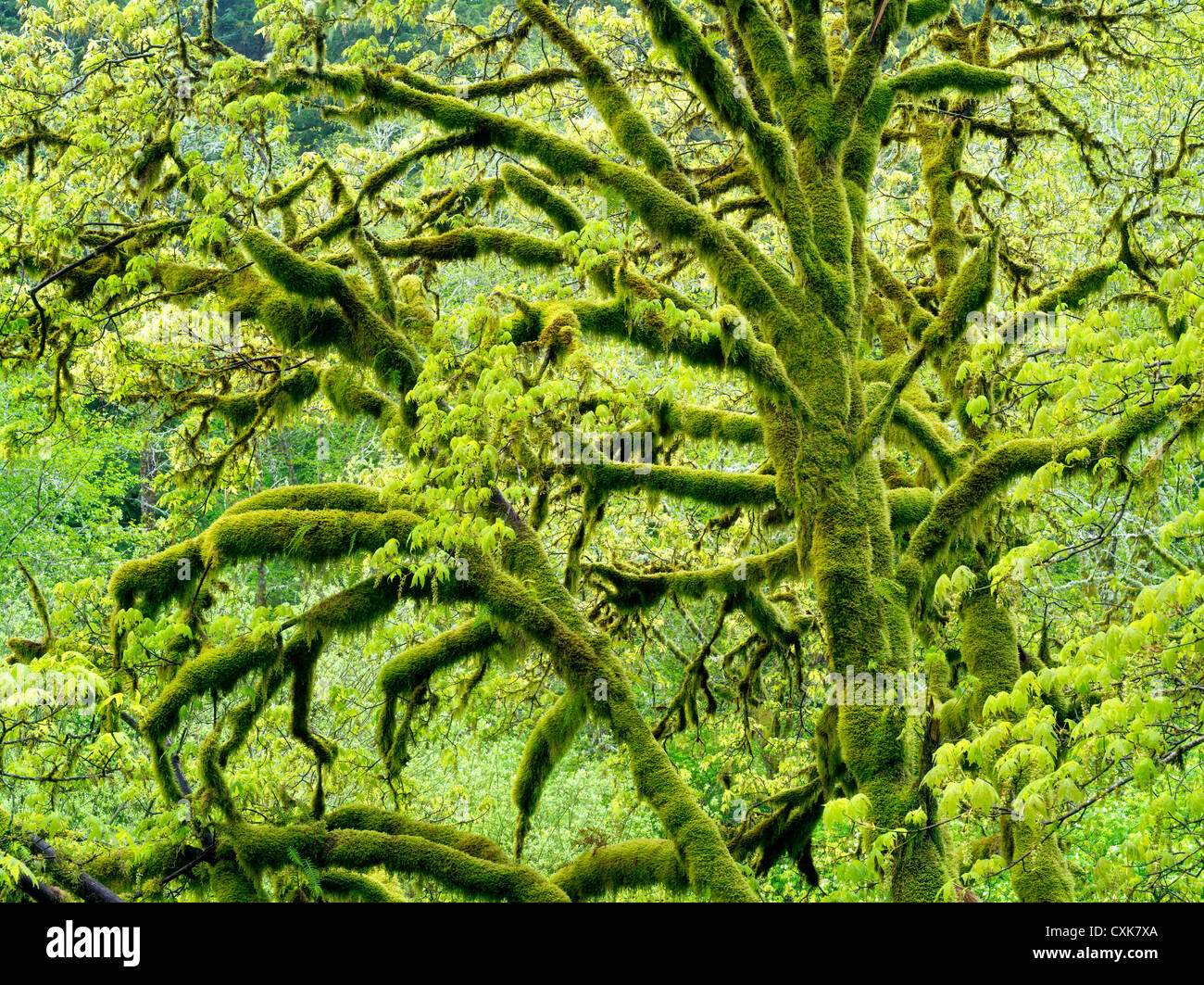 Grandi foglie di acero con MOSS e una nuova crescita. Oregon gamma costiere. Foto Stock