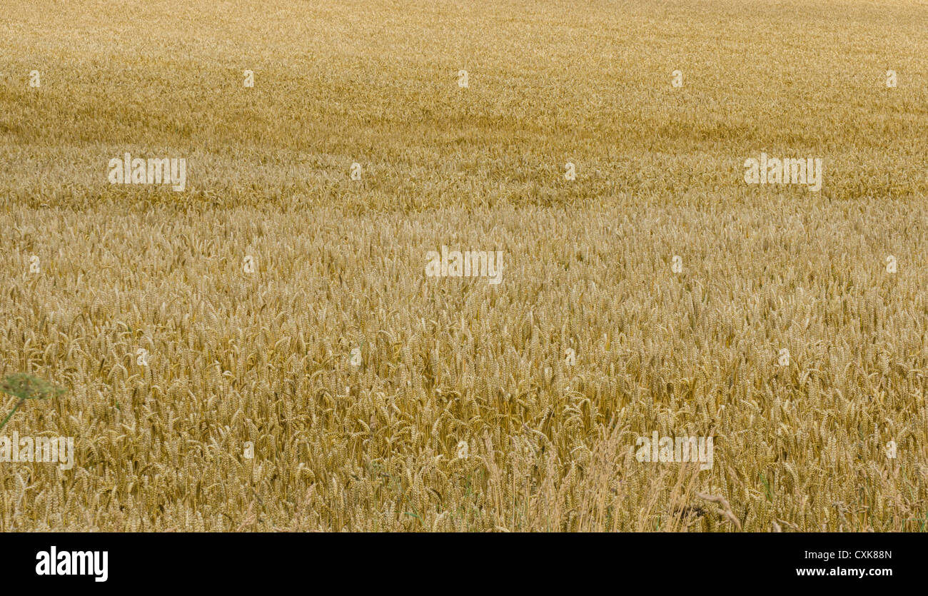 Un campo di grano pronto per la mietitura. Foto Stock