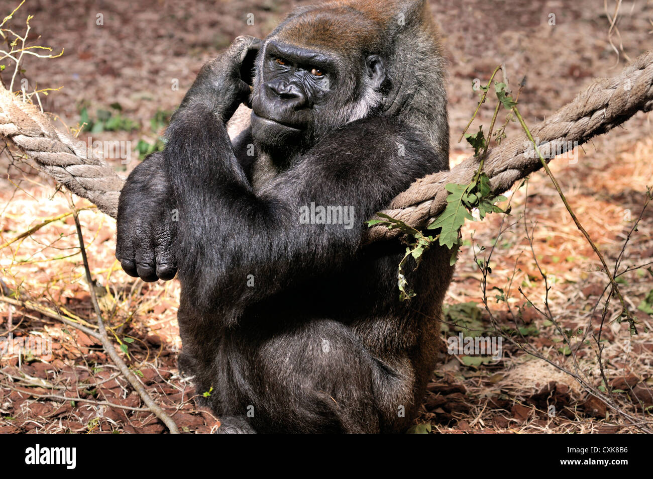 Spagna Cantabria: Gorilla (Gorilla gorilla) nel parco animale Carbaceno vicino a Santander Foto Stock