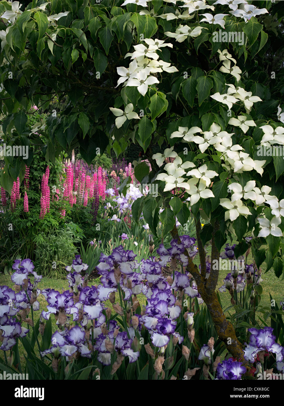 Sanguinello,iris e lupini a Schrieners Iris Gardens, Salem, Oregon. Foto Stock
