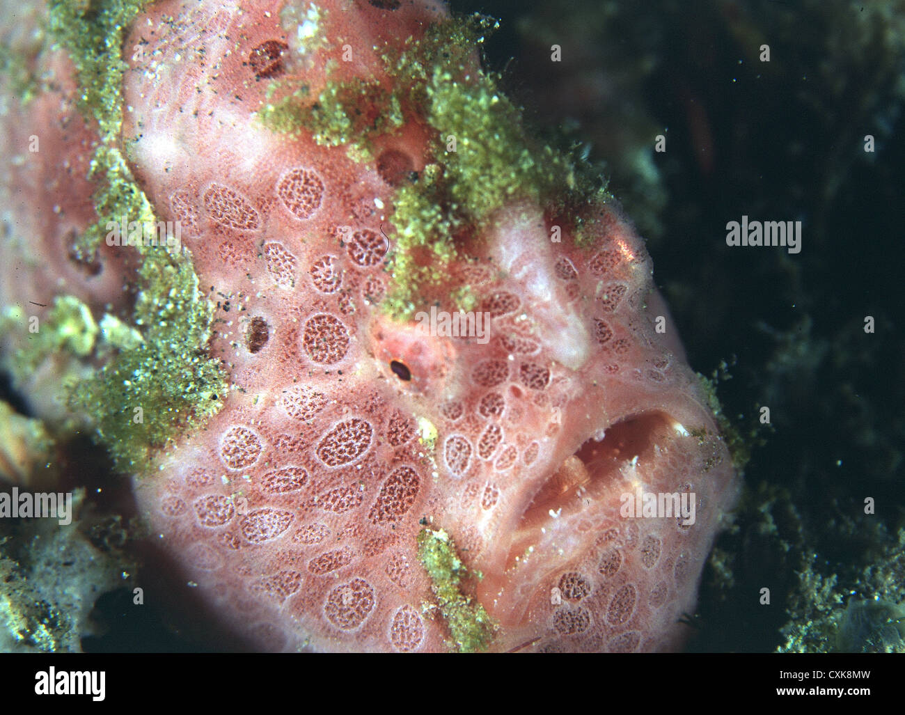 Indonesia Sulawesi Gannga Isola Foto Stock