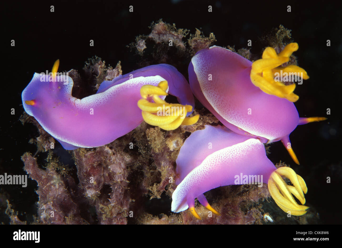 Lembeh Straith Wildlife Foto Stock