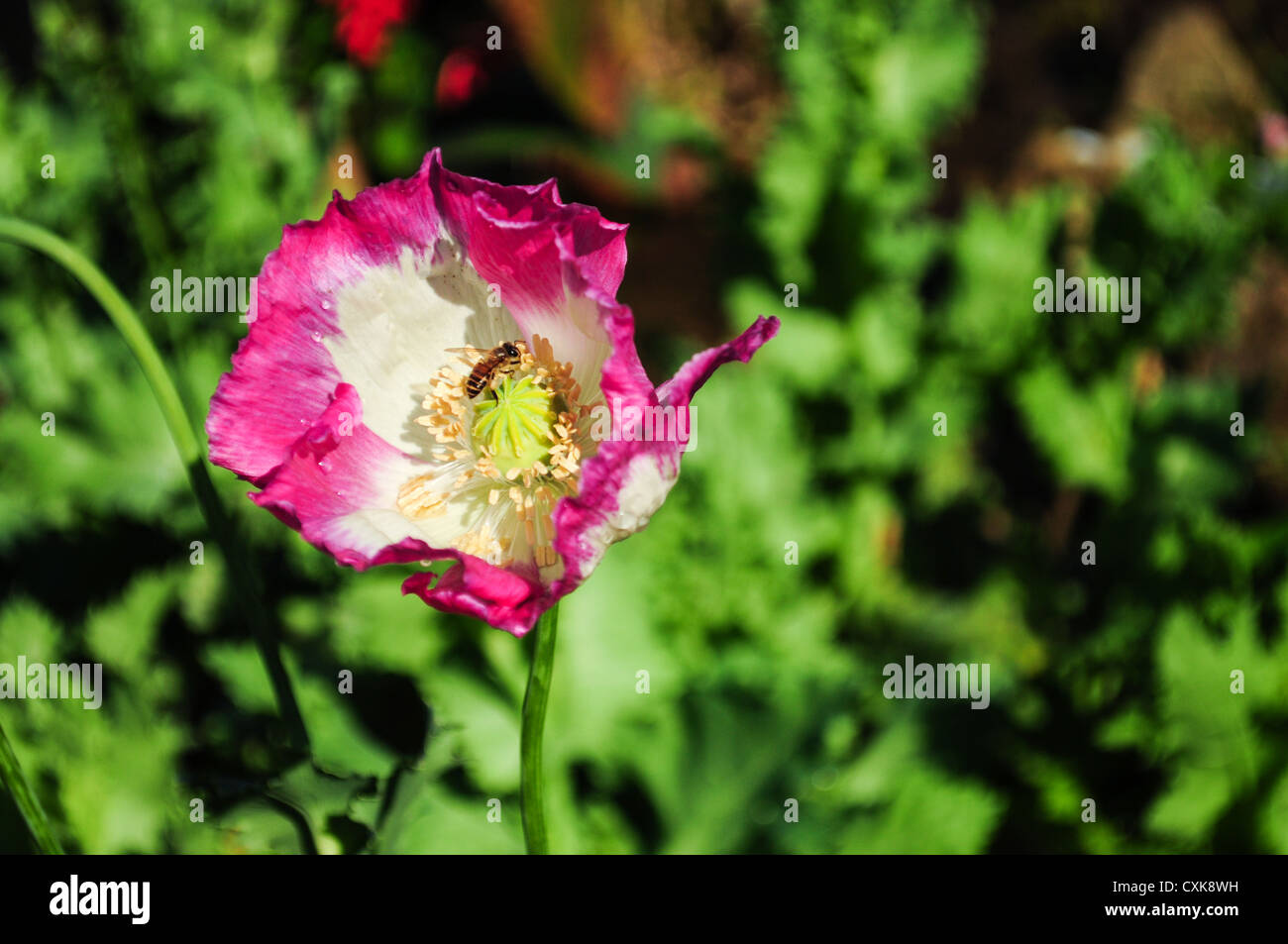 Ape su rosa di papavero da oppio di fiore Foto Stock