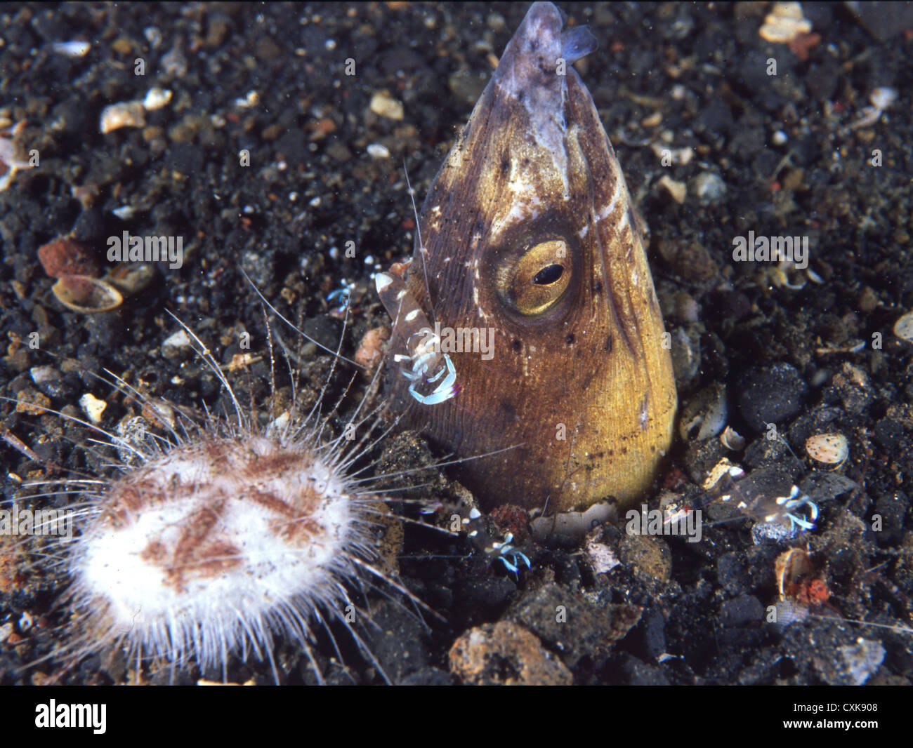 Indonesia Sulawei Gannga Isola Foto Stock