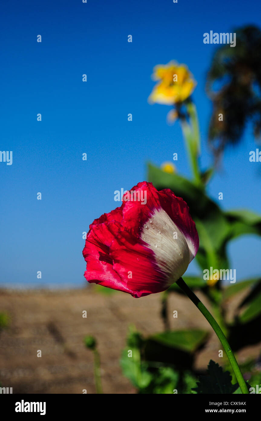Rosso papavero fiore con cielo chiaro Foto Stock