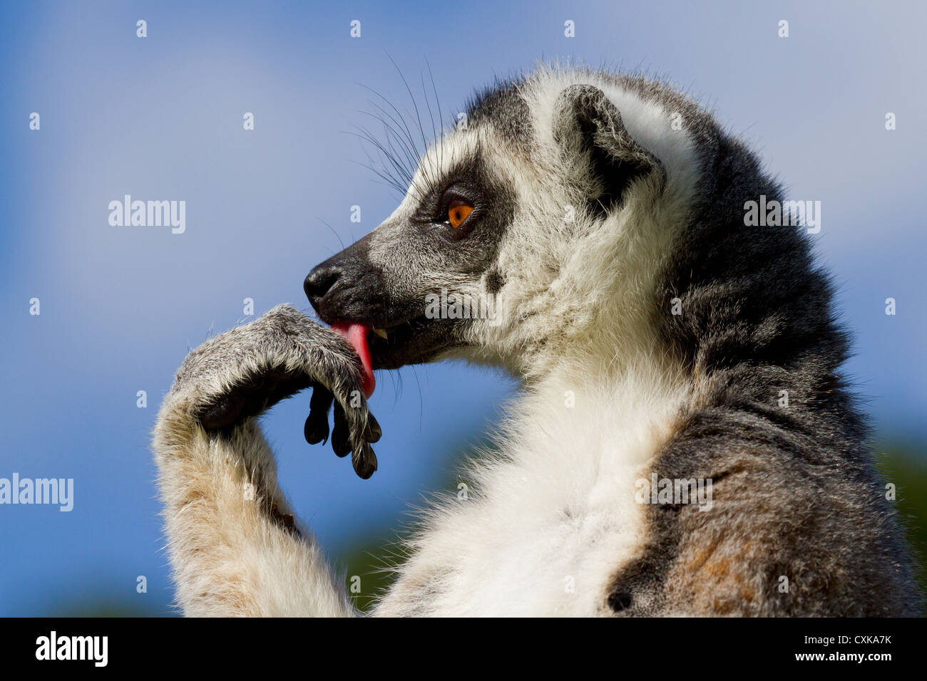 Close-up di un anello-tailed lemur (Lemur catta) leccare la sua zampa. Sunny cielo blu e lo sfondo del fogliame Foto Stock