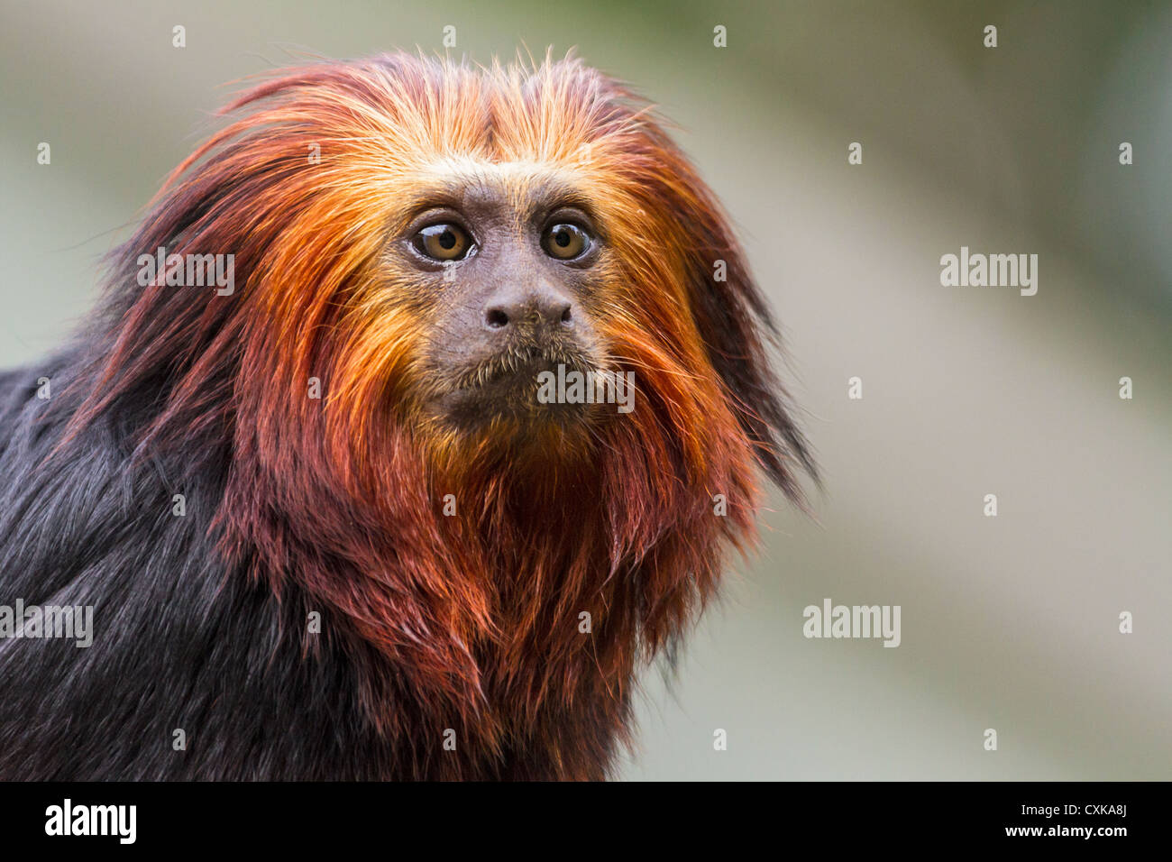 Close-up di un golden-headed Lion Tamarin contro un soft-focus bosco sfondo di sfondo Foto Stock