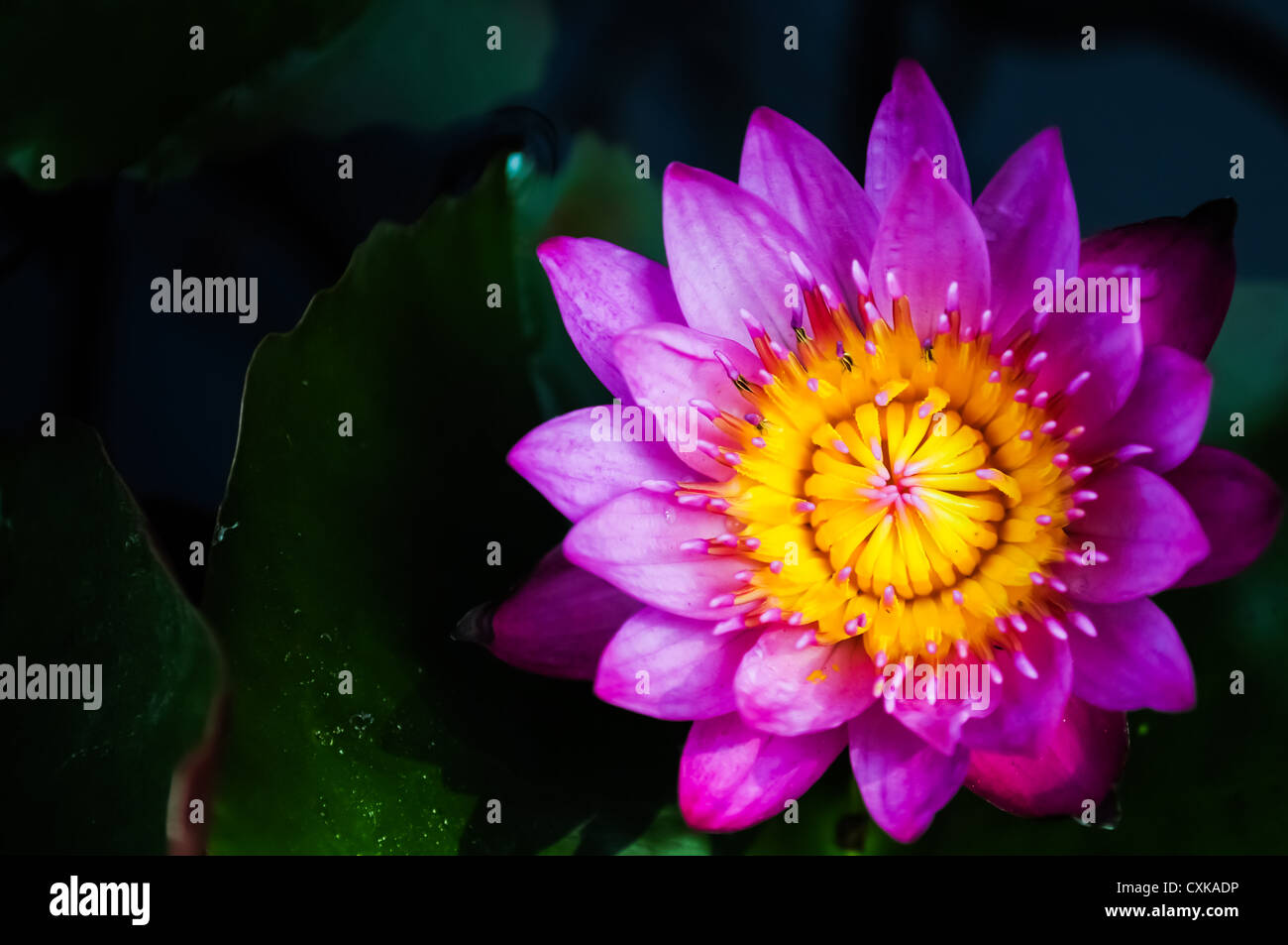 Violetta lotus close-up Foto Stock