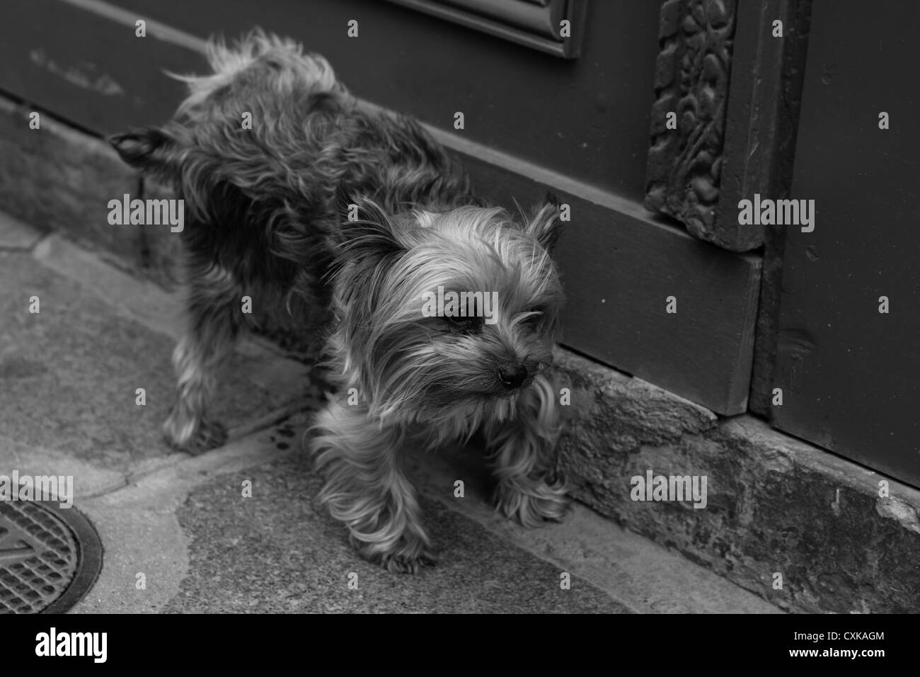 Cane nelle strade di Parigi Foto Stock