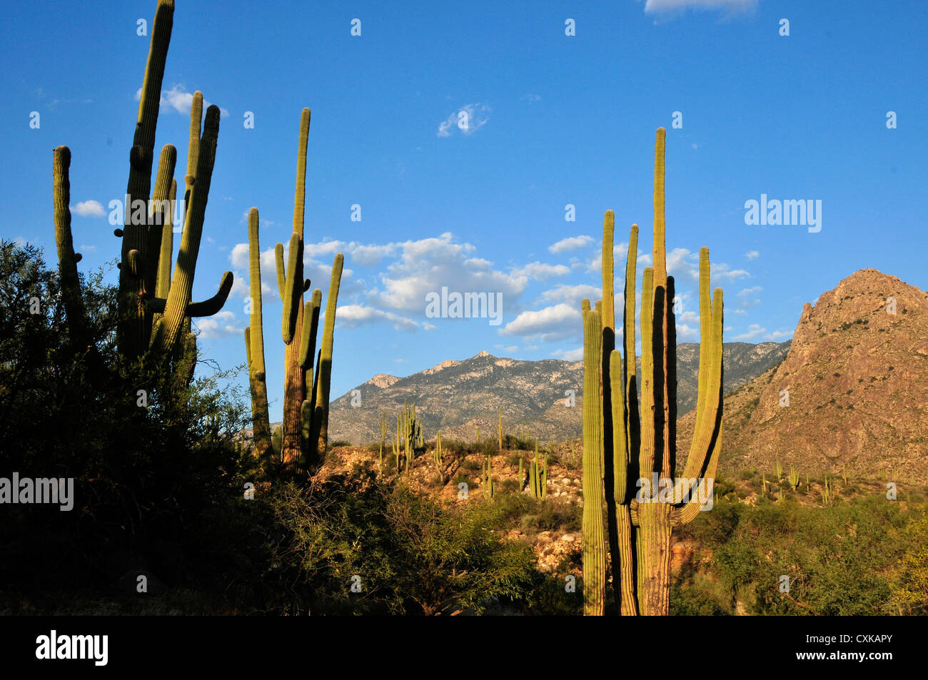 Stato di Catalina Park si trova nelle colline della Foresta Nazionale di Coronado, Santa Catalina Mountains, Tucson, Arizona, Stati Uniti. Foto Stock