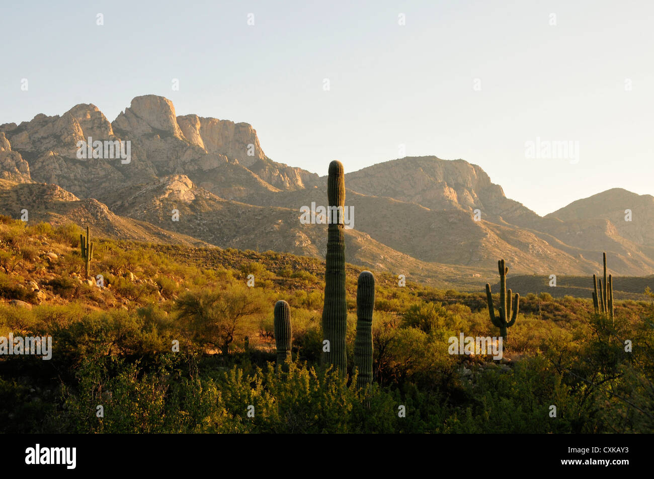 Stato di Catalina Park si trova nelle colline della Foresta Nazionale di Coronado, Santa Catalina Mountains, Tucson, Arizona, Stati Uniti. Foto Stock