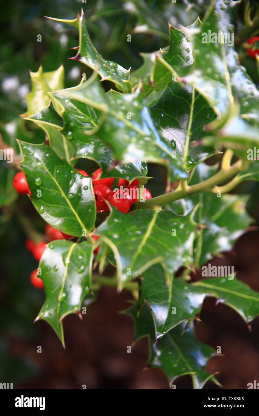 Agrifoglio e bacche rosse Foto Stock