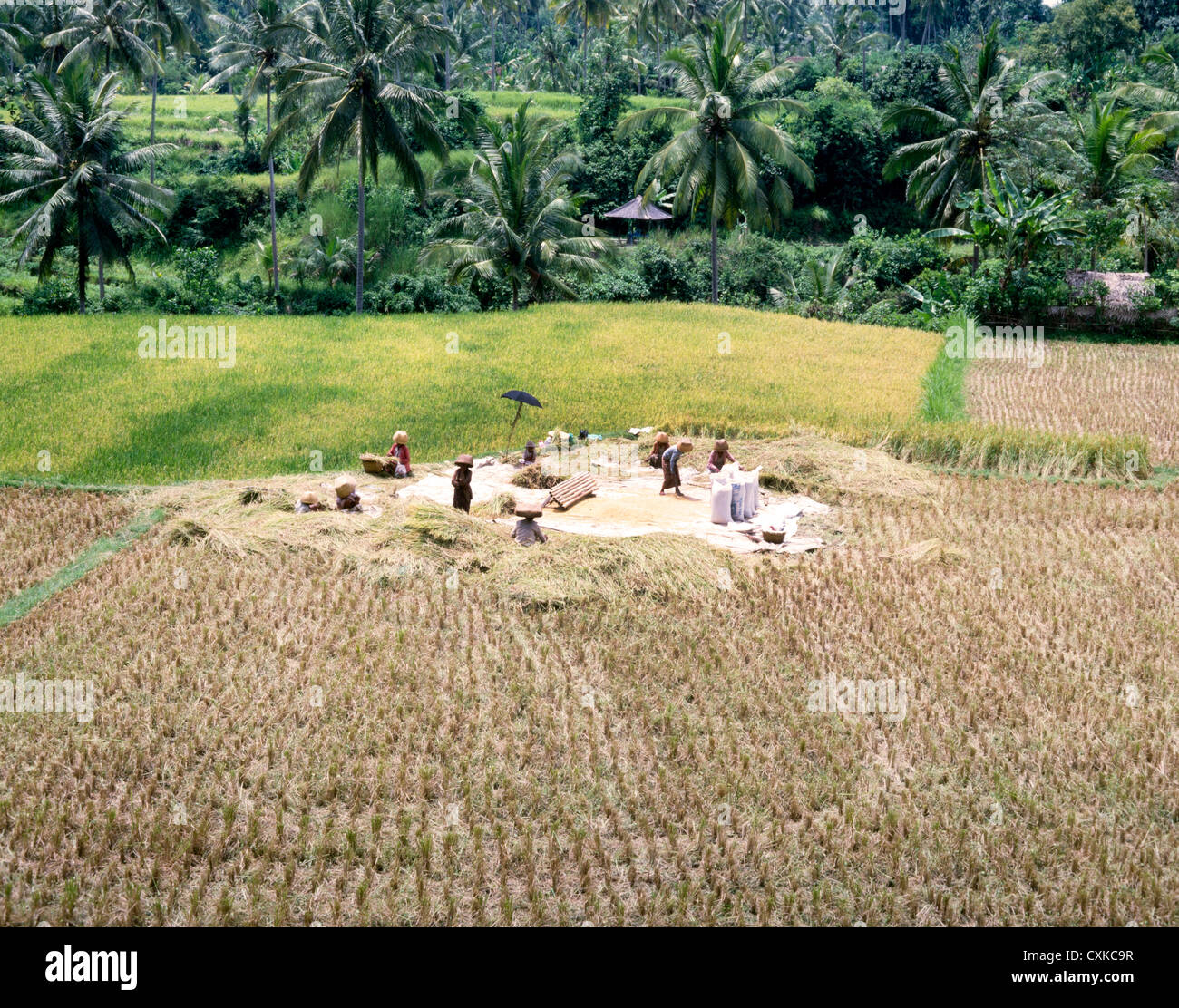 Raccolto di riso,Bali, Indonesia Foto Stock