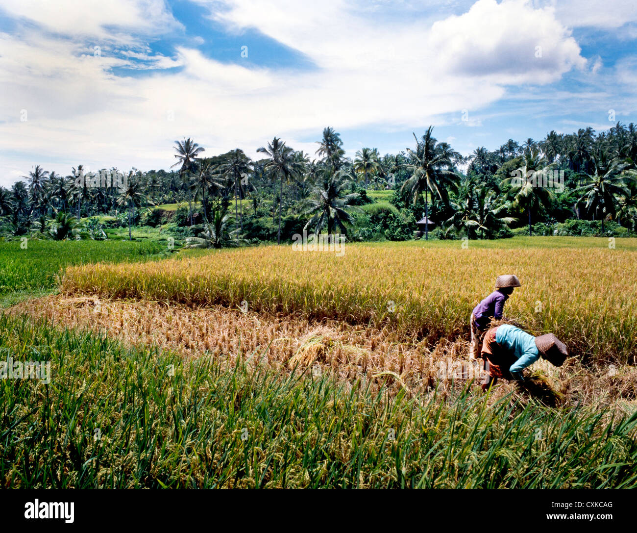 Raccolto di riso,Bali, Indonesia Foto Stock