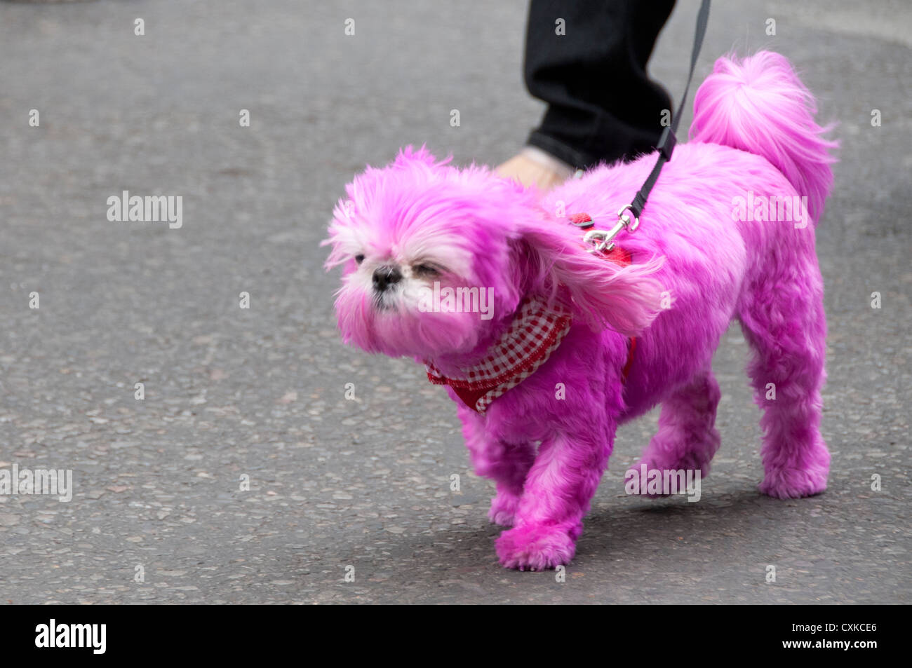 Il Maltese cucciolo di cane walking street Foto Stock